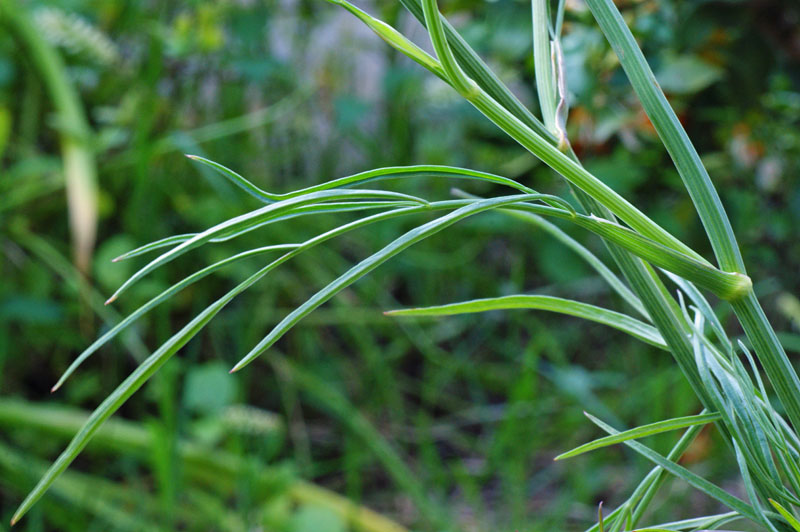 Oenanthe silaifolia / Finocchio acquatico a foglie strette